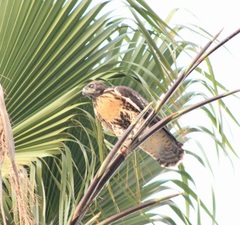 Buteo jamaicensis