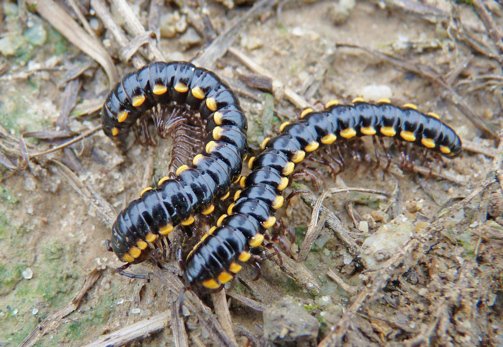 Anoplodesmus