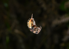 Araneus venatrix
