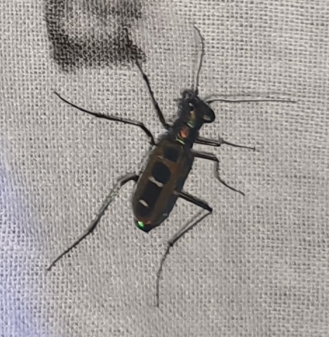 Cosmodela barmanica