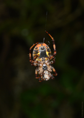 Araneus venatrix