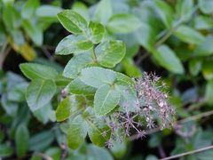 Scandia rosifolia