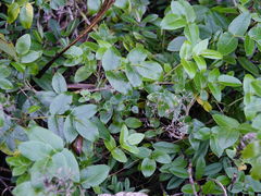 Scandia rosifolia