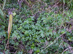 Scandia rosifolia