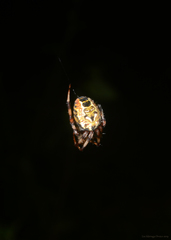 Araneus venatrix