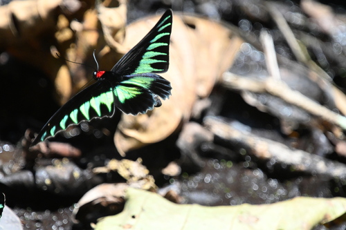 Rajah Brooke's Birdwing