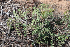 Hosackia crassifolia