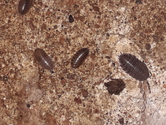 Porcellio laevis