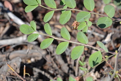 Hosackia crassifolia