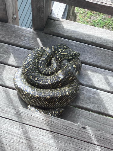 Diamond Python