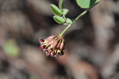 Hosackia crassifolia