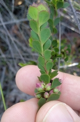 Boronia serrulata