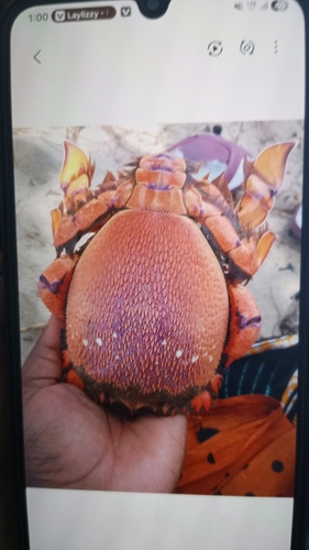 Spanner Crab