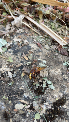 Hornet Mimic Hover Fly