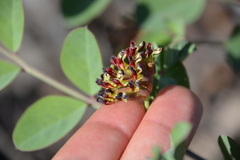 Hosackia crassifolia