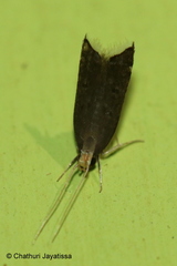Lecithocerinae