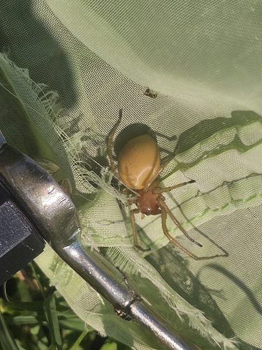 European Yellow Sac Spider