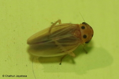 Megophthalminae
