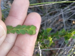 Boronia serrulata