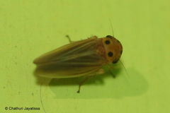 Megophthalminae