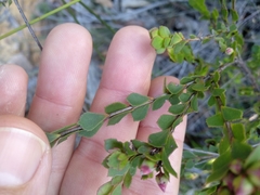 Boronia serrulata