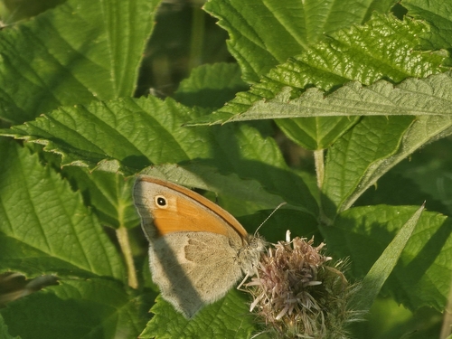 Small Heath