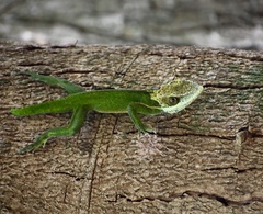 Anolis smallwoodi