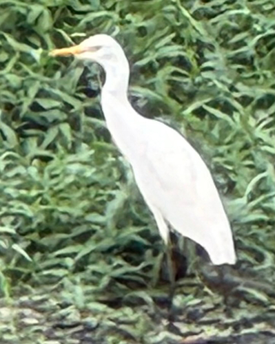 Eastern Cattle-Egret