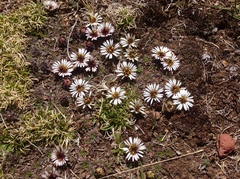 Erigeron rosulatus