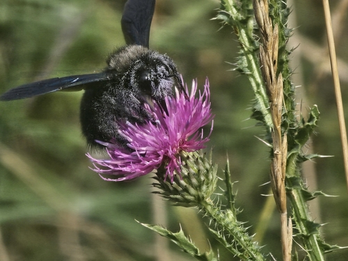 Violet Carpenter Bee