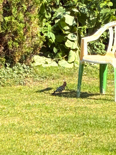 Common Hoopoe