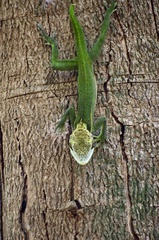 Anolis smallwoodi