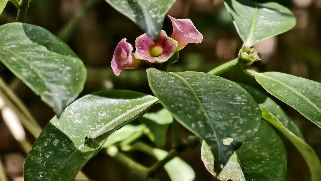 Psychotria nuda; photograph (c) fmunoz, some rights reserved (CC BY)