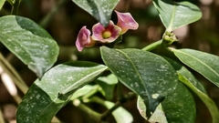 Psychotria nuda