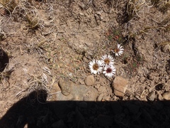 Erigeron rosulatus