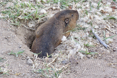 Thomomys umbrinus
