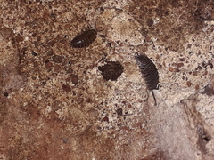 Porcellio laevis