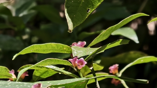 Psychotria nuda, photograph 1