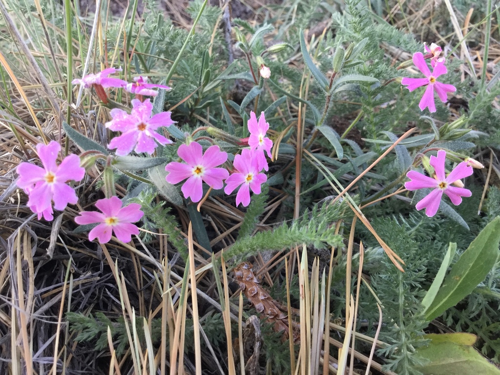 Woodhouse's phlox