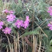 Woodhouse's Phlox - Photo (c) Diane T. Liggett, some rights reserved (CC BY-NC), uploaded by Diane T. Liggett