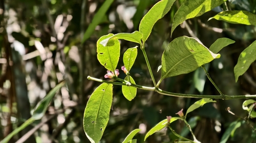 Psychotria nuda, photograph 2