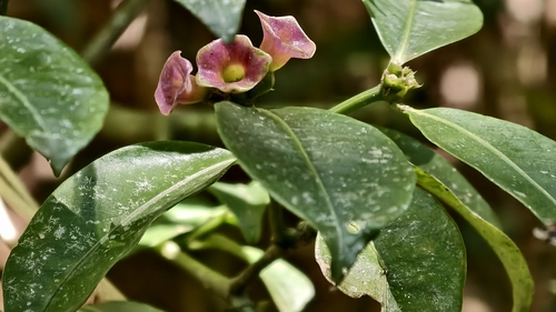 Psychotria nuda, photograph 3
