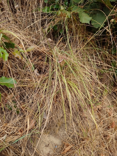 Bromus erectus observed 2026-08-21