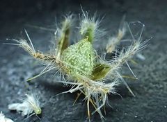 Cryptantha muricata jonesii