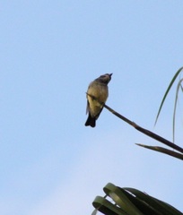 Tyrannus vociferans