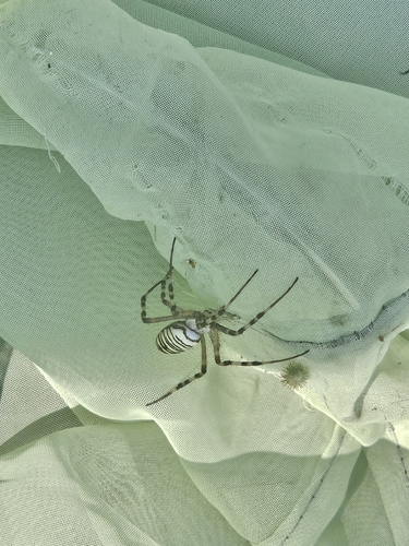Wasp Spider