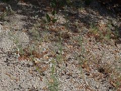 Cryptantha muricata jonesii