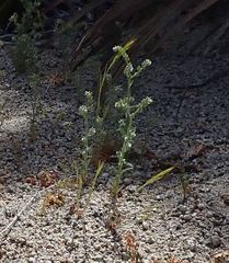 Cryptantha muricata jonesii