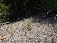 Cryptantha muricata jonesii