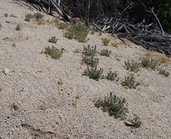 Lupinus concinnus optatus